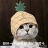 杨白熊