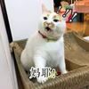放风筝的罗伊斯