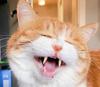 如是我猫