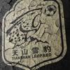 新疆天山雪豹人