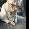 腐竹蛋糖水