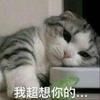 什么狗