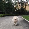 Henry_lee-
