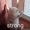 猫呆2018