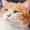 再来一碗猪脚姜啊