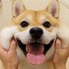 即兴表演Von