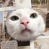____太認真