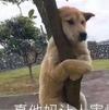 巴萨传奇主教练C罗
