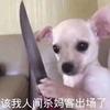 支持理性球迷