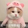 扬咩咩