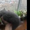公子春秋