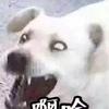 羊腰子烤地瓜