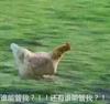 跟着小花