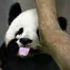 御锦城forever