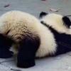 拉玛西亚书童