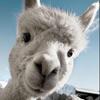 SamuelAlpaca