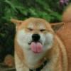 静心倾心