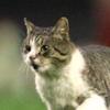 晏飞路香克猫