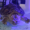 踏风袭浪
