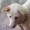 先疯队