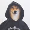 柴犬