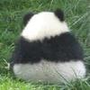 小牙么小2狼