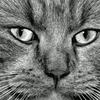 追蜗牛未遂的大猫