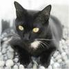 Catus