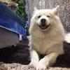 糖糖不酷