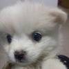 皇家TJ