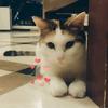 月影love