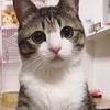hhrrrtt