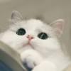 Scram-
