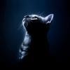 ShadowZ