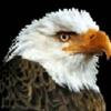 sameagle