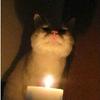 闲逛的猫