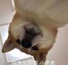 看球的小学生