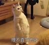 MiraclepoH