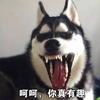 飞翔的荷兰吟