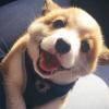 家林1234