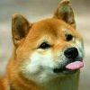 青青夭夭