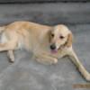 anteng001