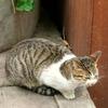 Sarastro