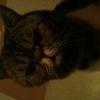 Myzle
