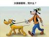 丁亚宁DD狗