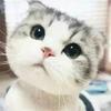 宋尔蒂尼