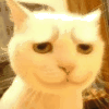 ynwa看球费电
