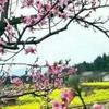 往事不想回眸