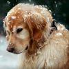 独角寒江雪