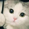 小Peanut